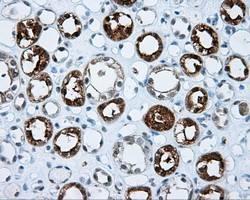 IFT57 Antibody in Immunohistochemistry (Paraffin) (IHC (P))