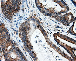 IFT57 Antibody in Immunohistochemistry (Paraffin) (IHC (P))