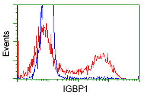 IGBP1 Antibody in Flow Cytometry (Flow)