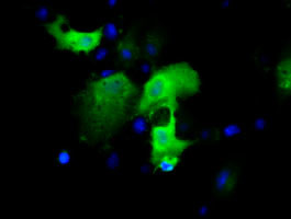 IGBP1 Antibody in Immunocytochemistry (ICC/IF)