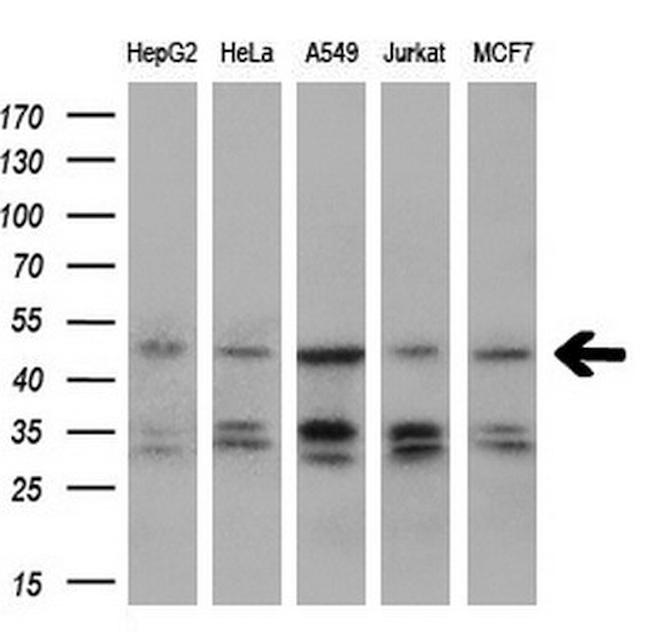 IGBP1 Antibody in Western Blot (WB)