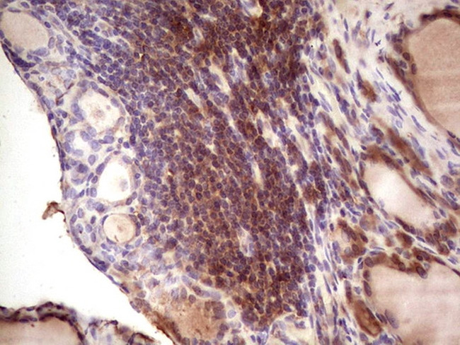 IGF1 Antibody in Immunohistochemistry (Paraffin) (IHC (P))