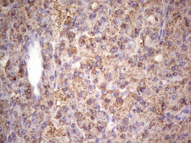 IGF1 Antibody in Immunohistochemistry (Paraffin) (IHC (P))