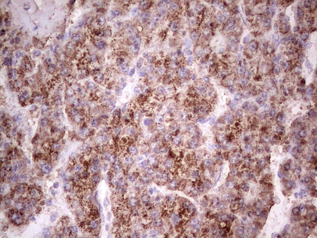 IGF1 Antibody in Immunohistochemistry (Paraffin) (IHC (P))