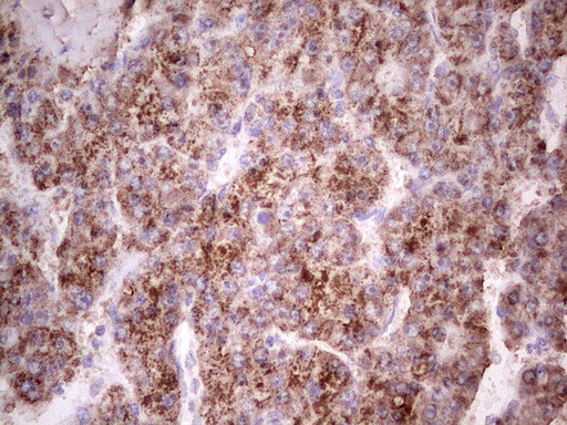 IGF1 Antibody in Immunohistochemistry (Paraffin) (IHC (P))