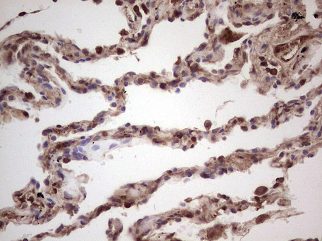 IGF1 Antibody in Immunohistochemistry (Paraffin) (IHC (P))