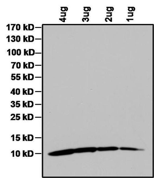 IGF1 Antibody in Western Blot (WB)