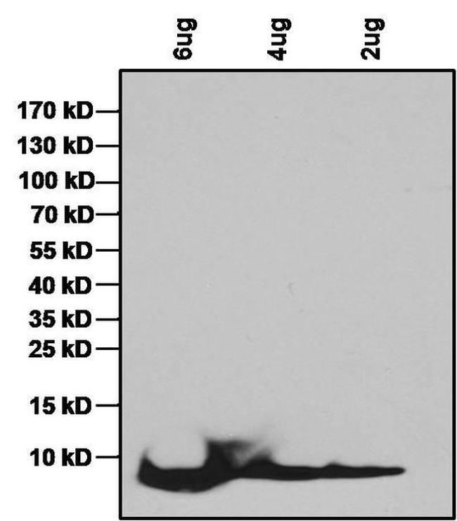 IGF1 Antibody in Western Blot (WB)