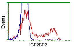 IGF2BP2 Antibody in Flow Cytometry (Flow)