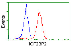 IGF2BP2 Antibody in Flow Cytometry (Flow)