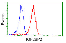 IGF2BP2 Antibody in Flow Cytometry (Flow)