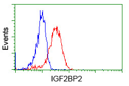 IGF2BP2 Antibody in Flow Cytometry (Flow)