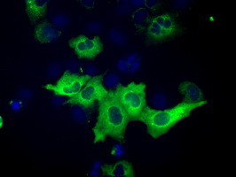 IGF2BP2 Antibody in Immunocytochemistry (ICC/IF)