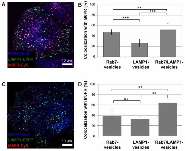 IGF2R Antibody in Immunocytochemistry (ICC/IF)