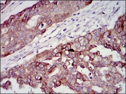 IGF2 Antibody in Immunohistochemistry (Paraffin) (IHC (P))