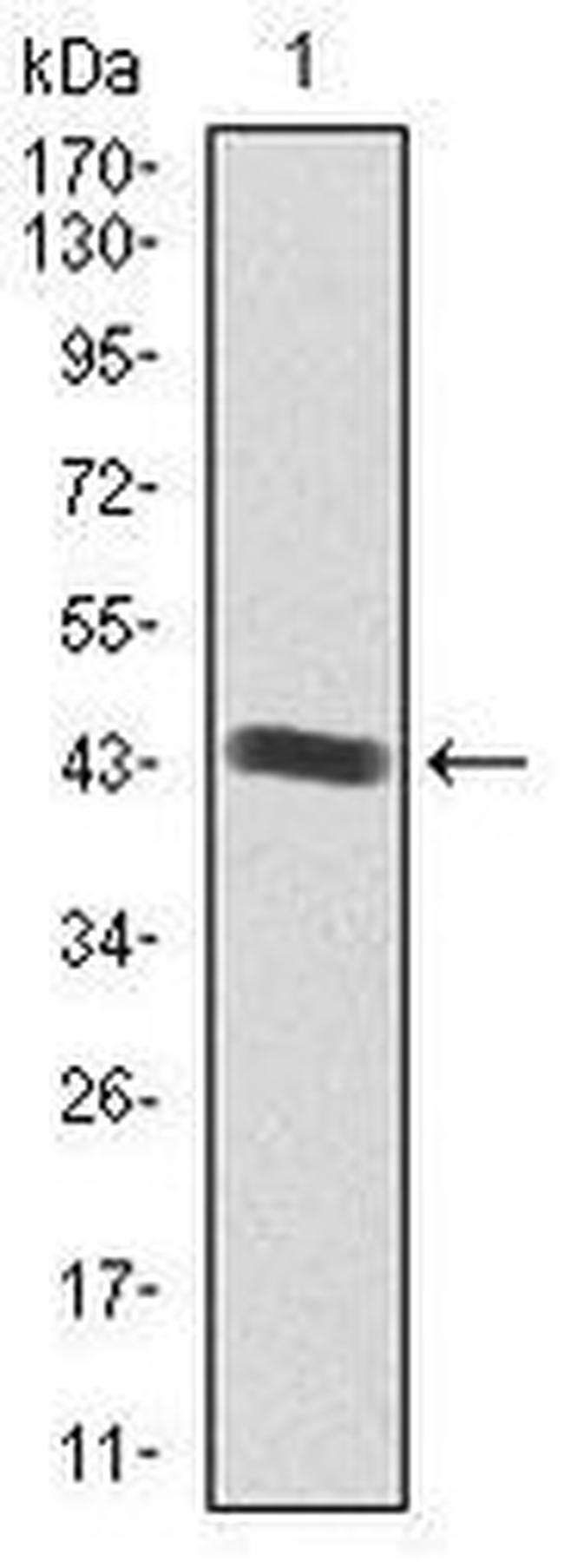 IGF2 Antibody in Western Blot (WB)