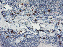 IGJ Antibody in Immunohistochemistry (Paraffin) (IHC (P))