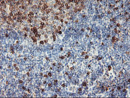 IGJ Antibody in Immunohistochemistry (Paraffin) (IHC (P))