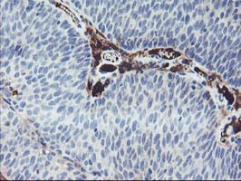 IGJ Antibody in Immunohistochemistry (Paraffin) (IHC (P))