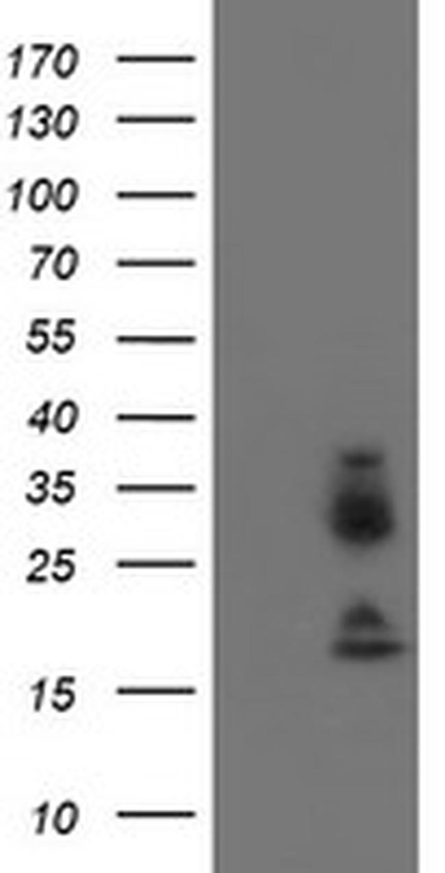 IGJ Antibody in Western Blot (WB)