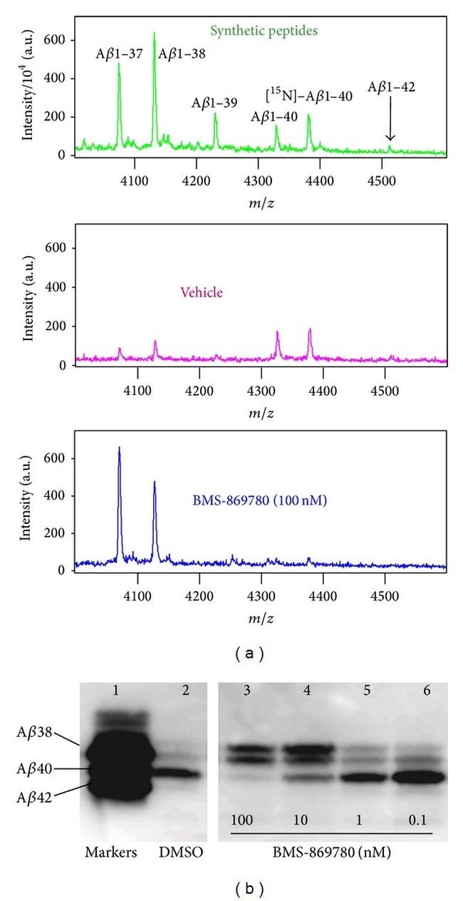 beta Amyloid Antibody in Western Blot (WB)