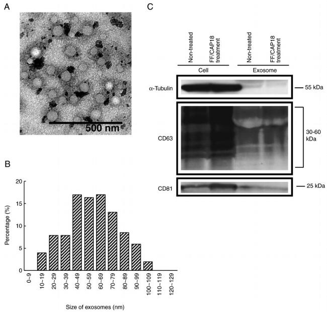 CD81 Antibody in Western Blot (WB)