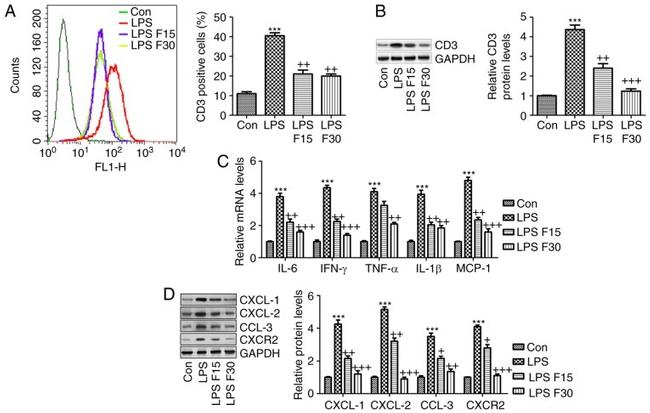 CXCL2 Antibody in Western Blot (WB)