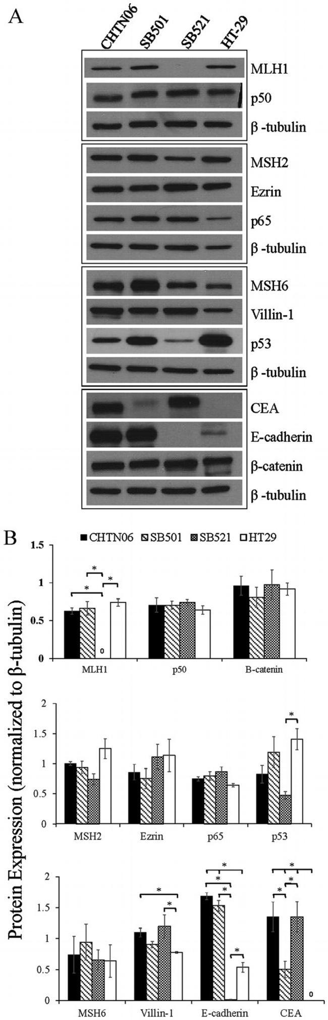 MSH6 Antibody in Western Blot (WB)