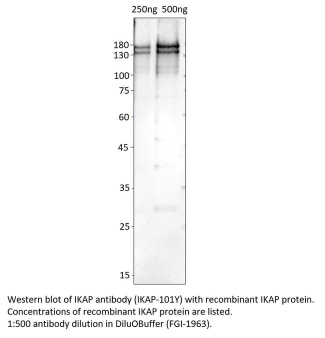 IKAP Antibody in Western Blot (WB)