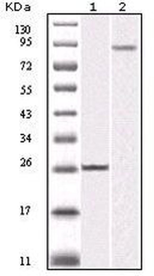 IKK beta Antibody in Western Blot (WB)