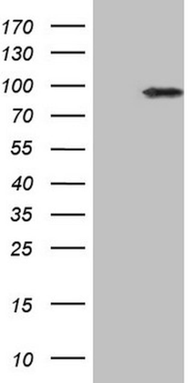 IKBKE Antibody in Western Blot (WB)