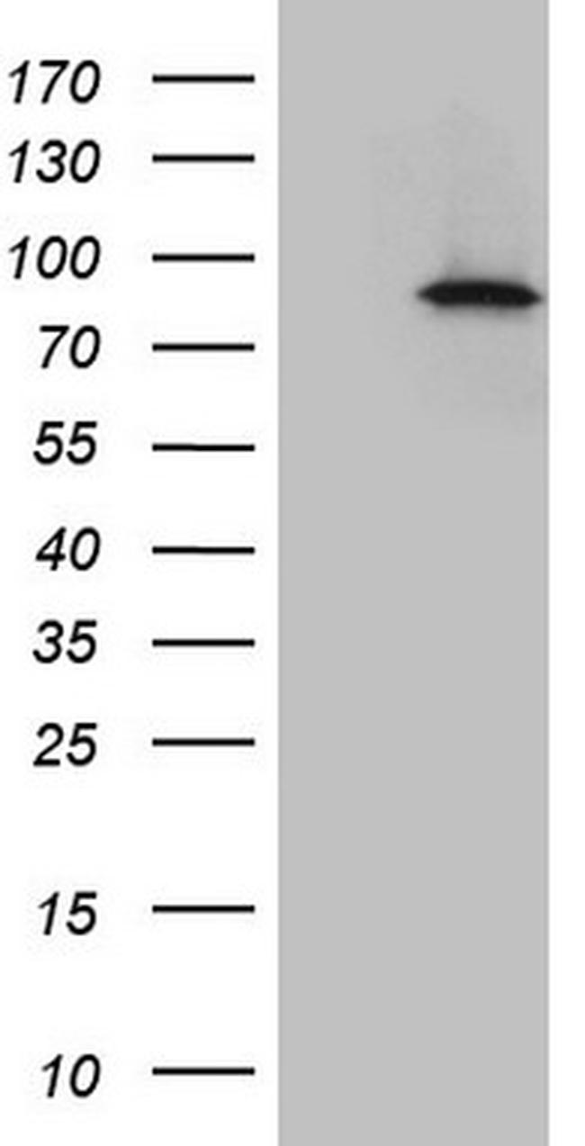 IKBKE Antibody in Western Blot (WB)