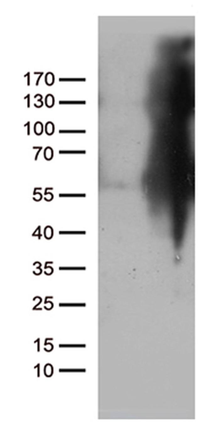 IKBKG Antibody in Western Blot (WB)