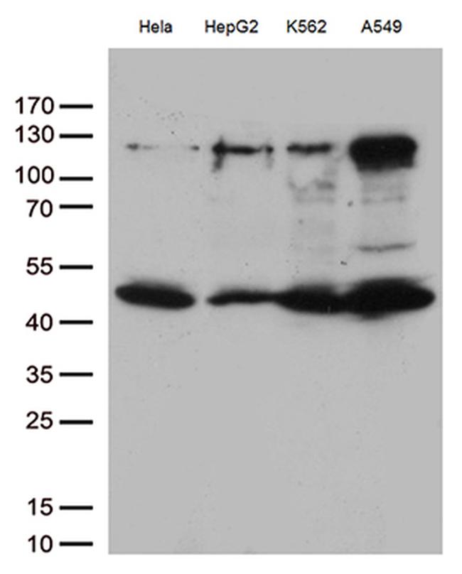 IKBKG Antibody in Western Blot (WB)