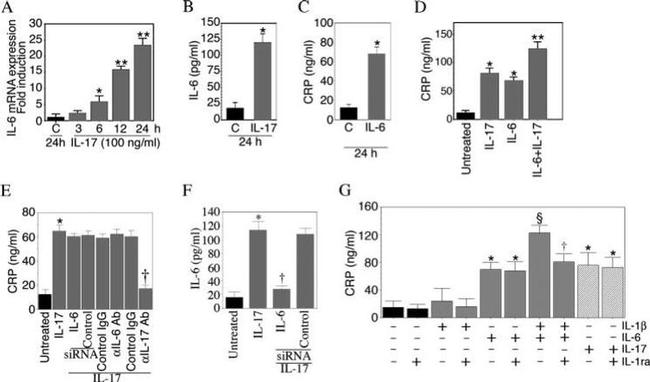 IL-17A Antibody in ELISA (ELISA)