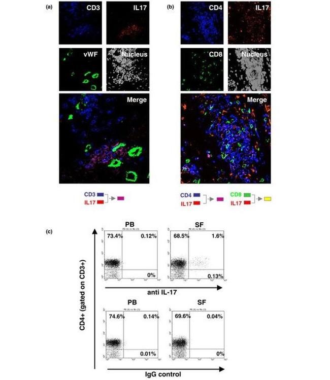 IL-17A Antibody in Immunohistochemistry (IHC)