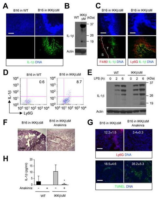 IL-1 beta (Pro-form) Antibody in Flow Cytometry, ELISA (Flow, ELISA)