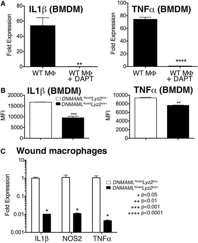 IL-1 beta (Pro-form) Antibody in Flow Cytometry (Flow)