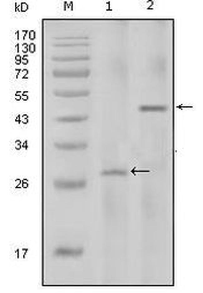 IL-2 Antibody in Western Blot (WB)