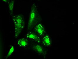 IL-3 Antibody in Immunocytochemistry (ICC/IF)