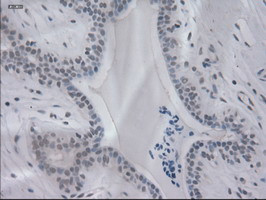 IL-3 Antibody in Immunohistochemistry (Paraffin) (IHC (P))