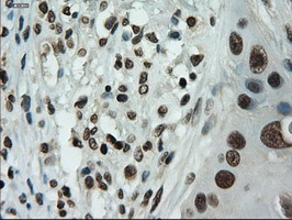 IL-3 Antibody in Immunohistochemistry (Paraffin) (IHC (P))