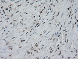 IL-3 Antibody in Immunohistochemistry (Paraffin) (IHC (P))