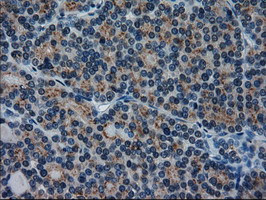 IL-3 Antibody in Immunohistochemistry (Paraffin) (IHC (P))