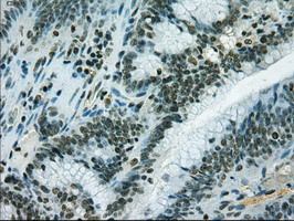 IL-3 Antibody in Immunohistochemistry (Paraffin) (IHC (P))