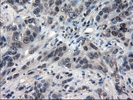 IL-3 Antibody in Immunohistochemistry (Paraffin) (IHC (P))