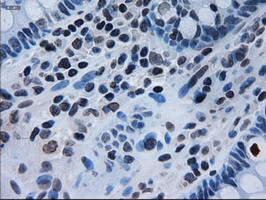 IL-3 Antibody in Immunohistochemistry (Paraffin) (IHC (P))