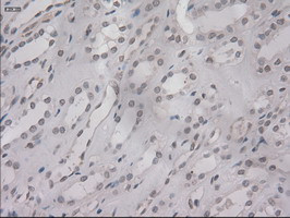 IL-3 Antibody in Immunohistochemistry (Paraffin) (IHC (P))