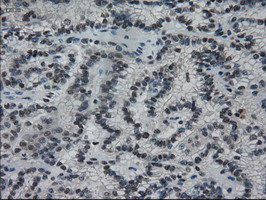 IL-3 Antibody in Immunohistochemistry (Paraffin) (IHC (P))