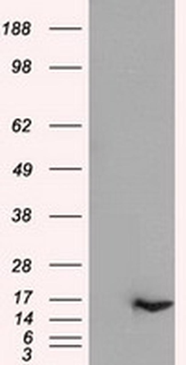 IL-3 Antibody in Western Blot (WB)